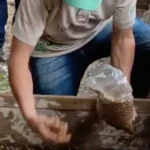 Semillero con la comunidad indigena de San Juan.